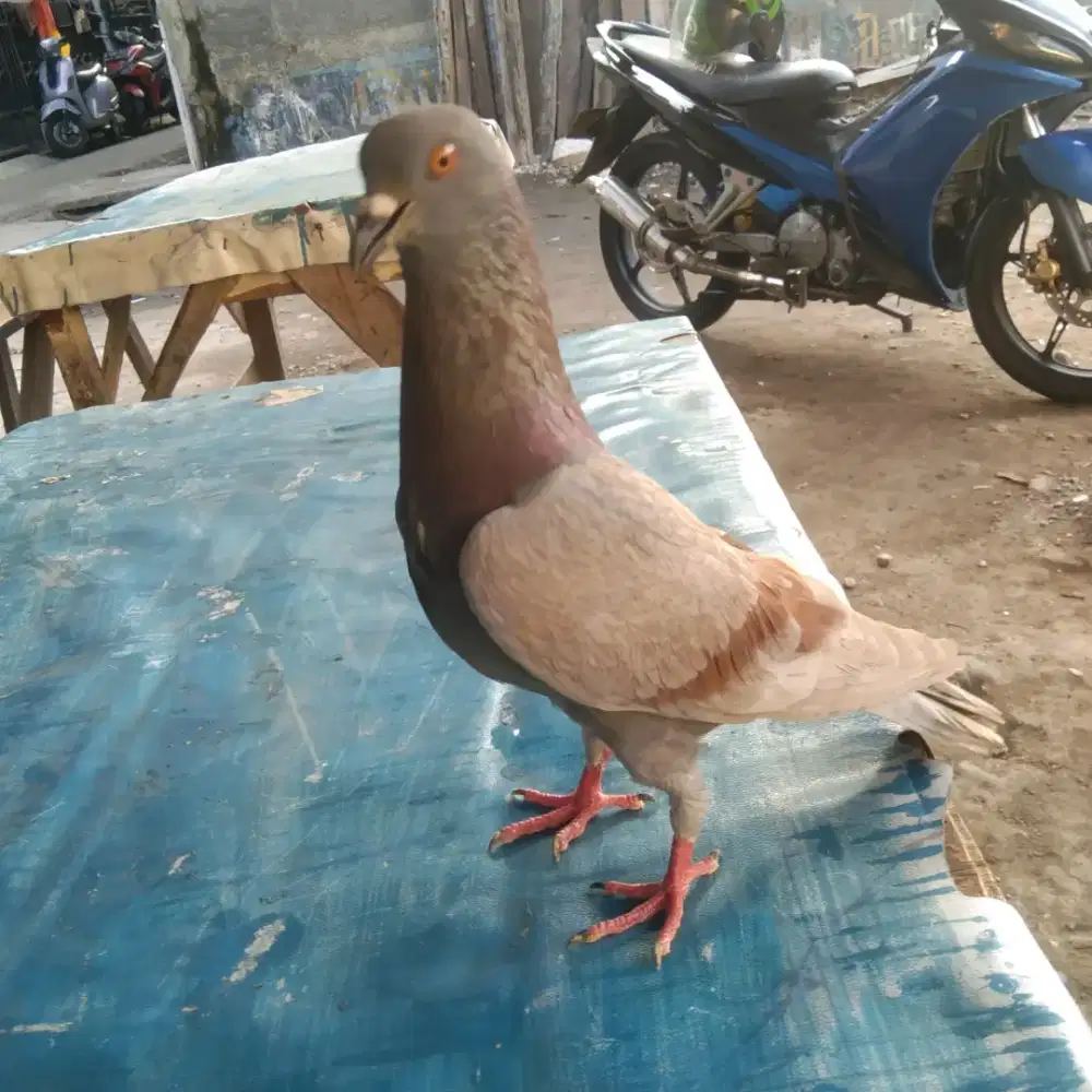 Merpati sepasang jos