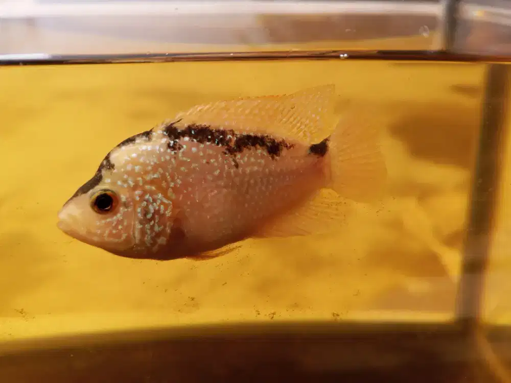 Ikan Louhan Golden Base