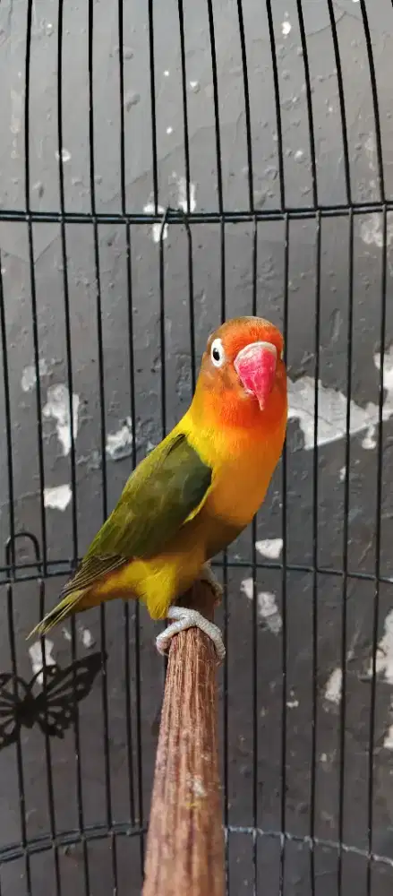 Burung lovebird darkgreen
