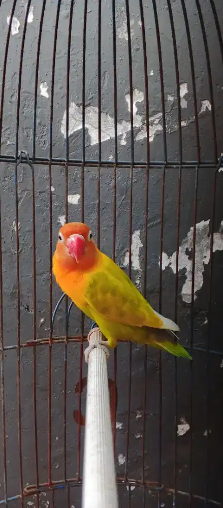 Burung Lovebird pastel hijau