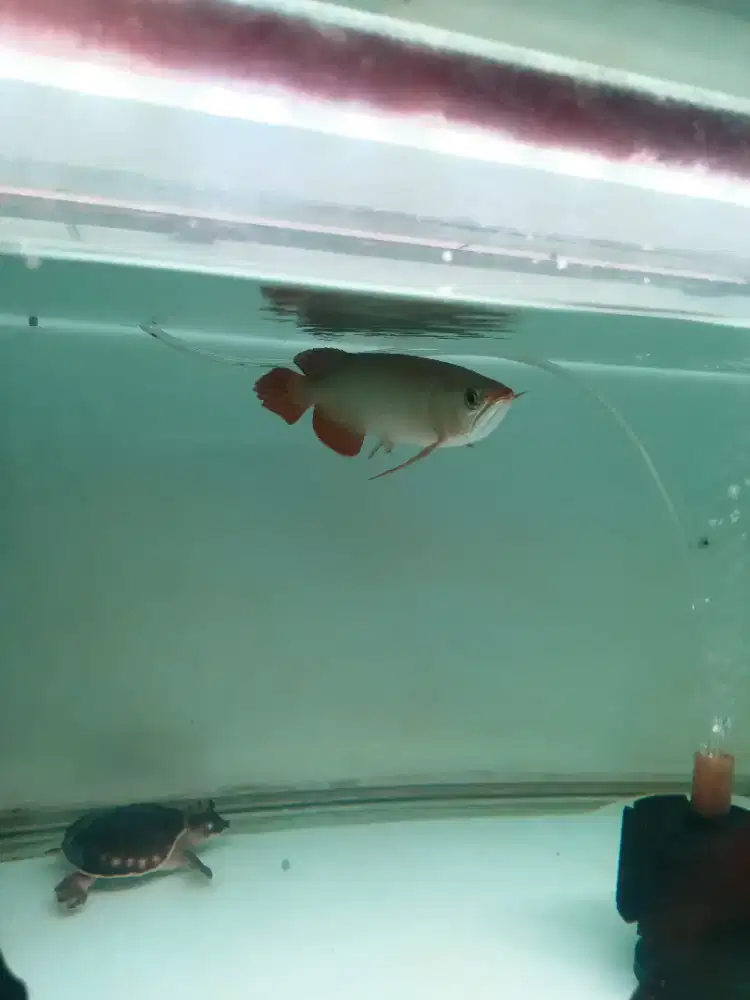 Ikan arwana super red