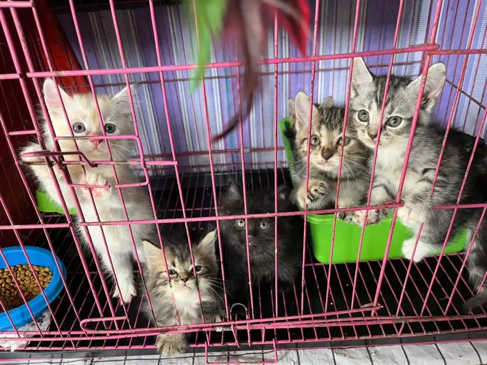 Kitten Persia Medium Jantan