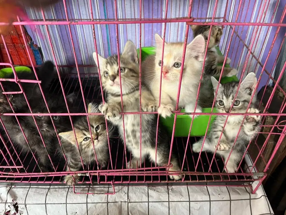 Kitten Persia Medium Jantan dan Betina
