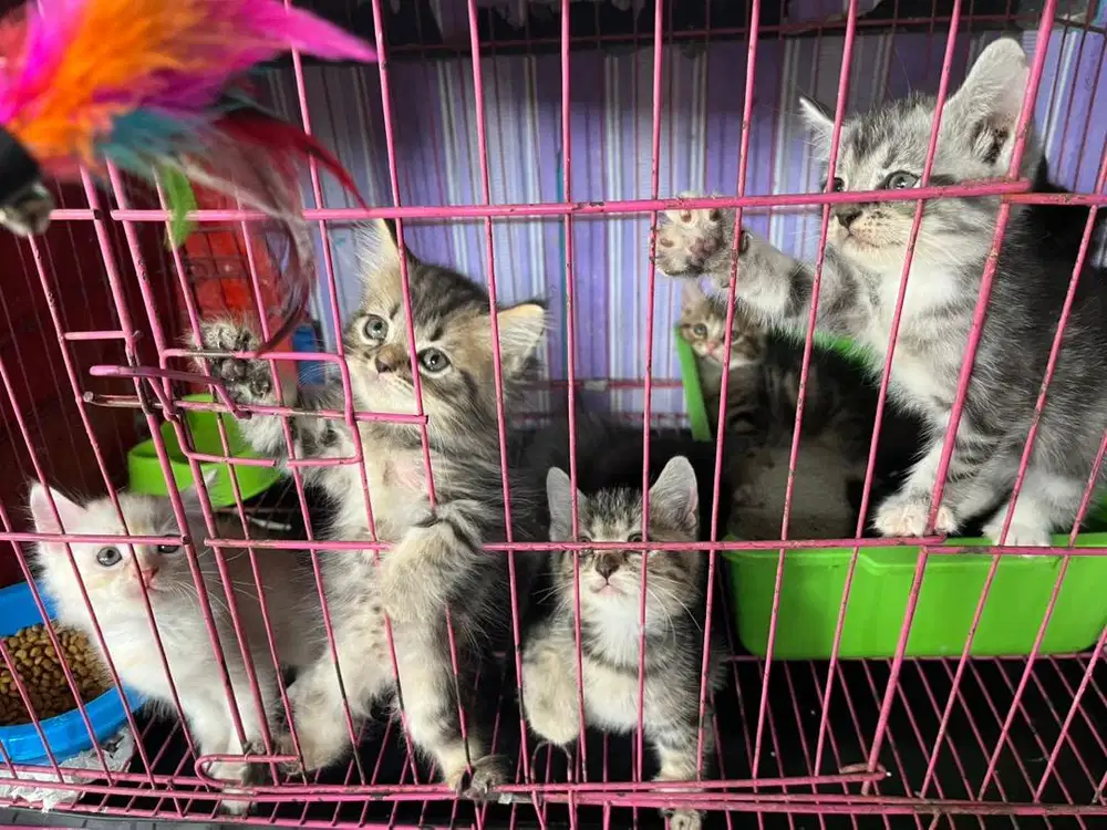 Kitten Persia Medium Jantan dan Betina
