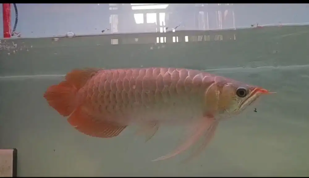 Arwana Super Red Size 42cm