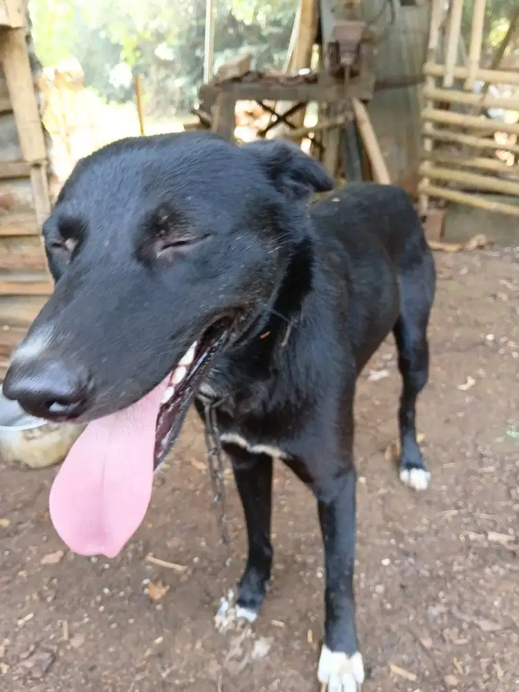 Anjing kampung jantan