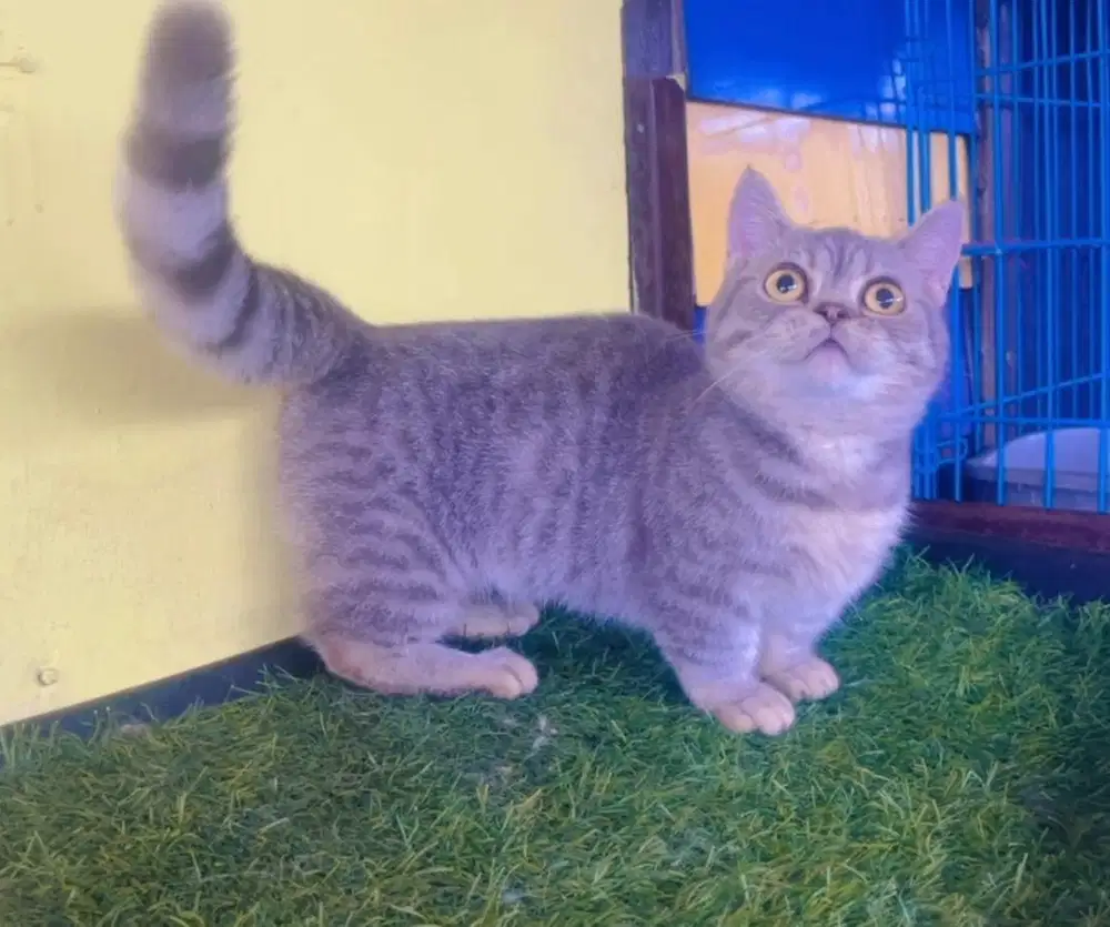 Kucing munkchin bsh betina 8 bln bukan persia