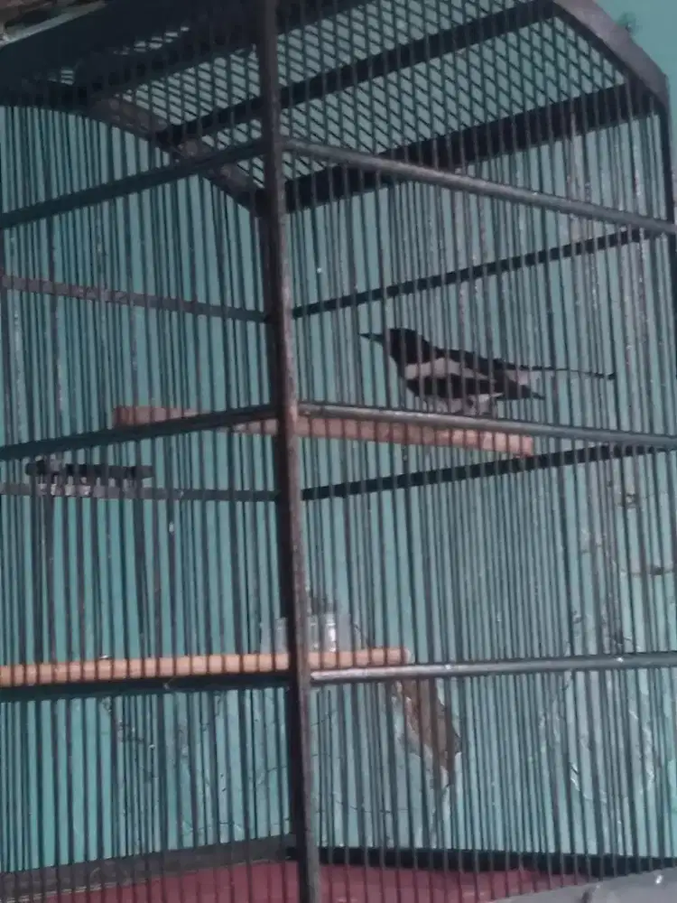 Kacer rajin bunyi Jawa Barat fullset