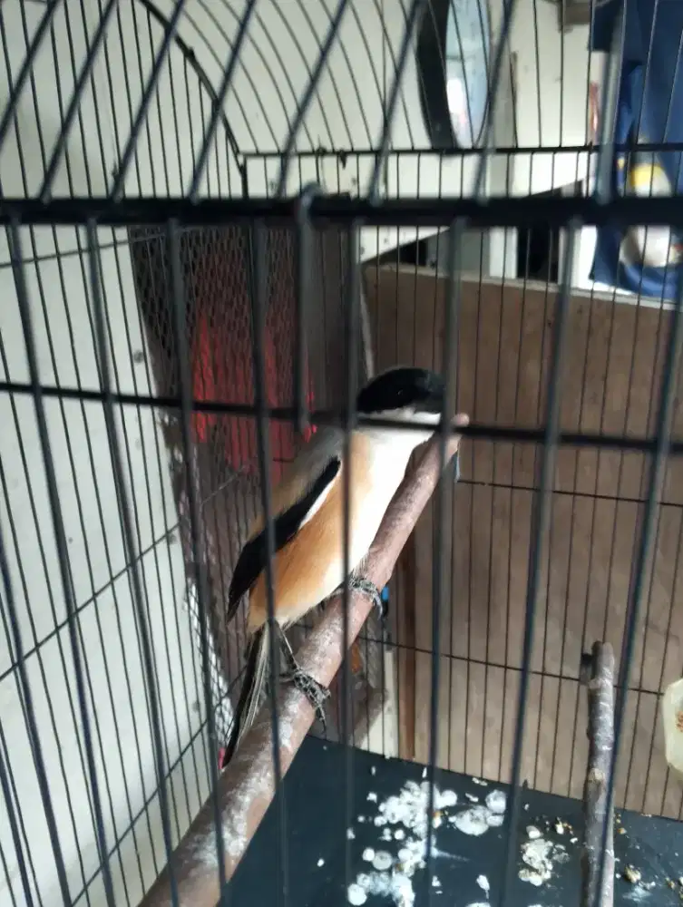 Burung Pentet Cendet