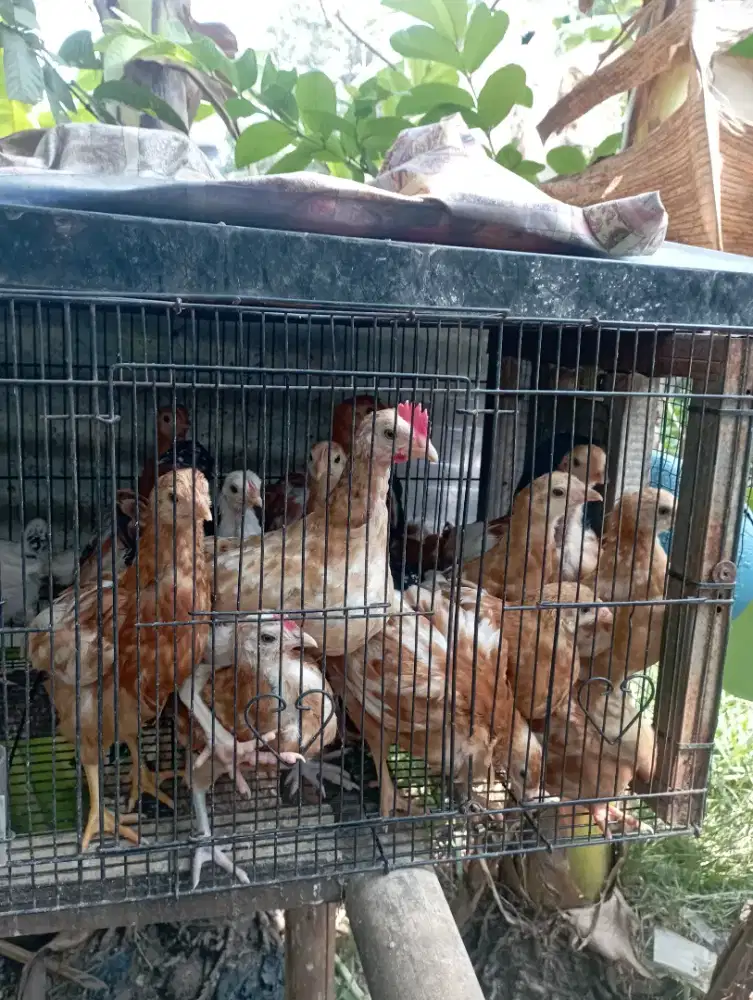 Ayam petelur umur 7 minggu