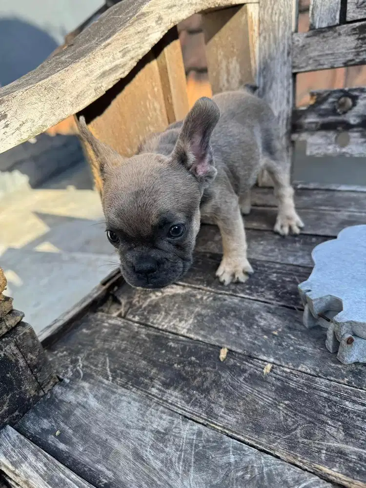 French Bulldog (pure)