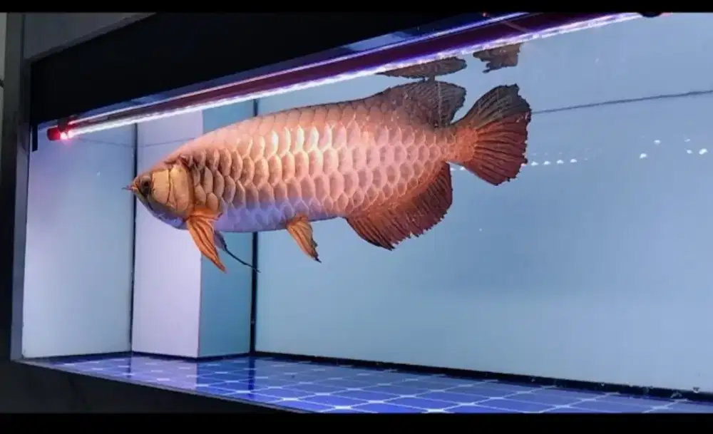 Arwana golden red