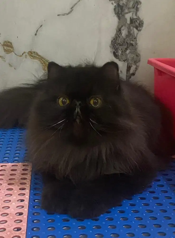 Kucing Persia Peaknose Jantan  8 bulan