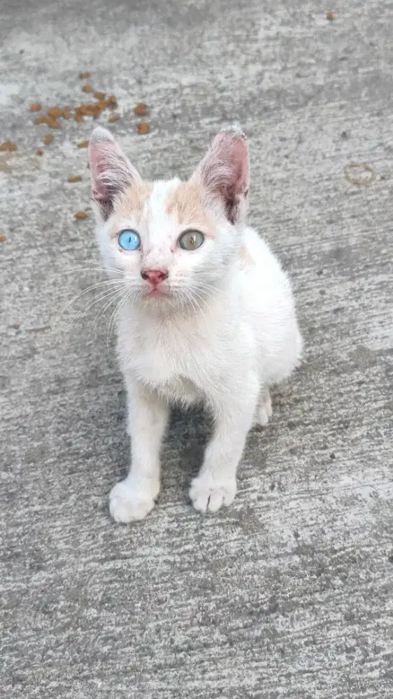 Kucing Odd Eye dijual