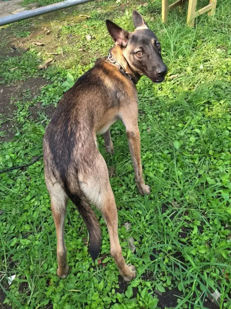 Belgian malinois jantan 4bln warna langka