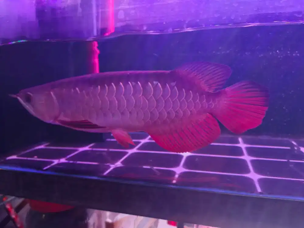 Arwana Golden Red RTG