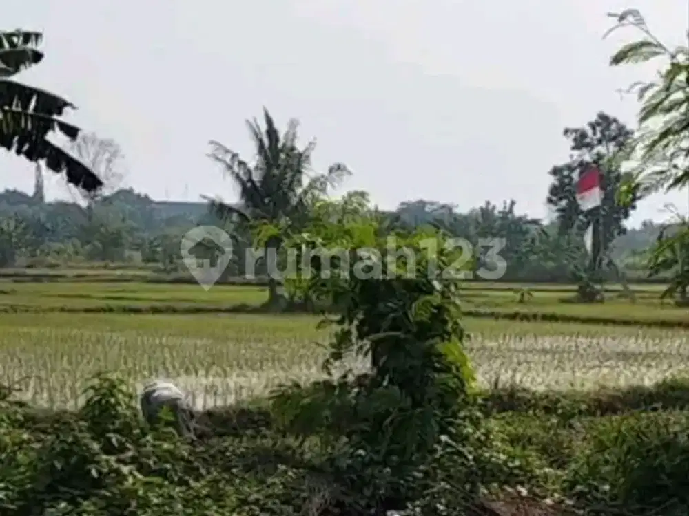 Dijual Murah Lahan Sawah bisa Industri di Balaraja Tangerang