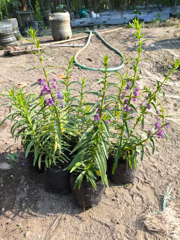 Bibit Tanaman Lavender Bunga Ungu Wangi Anti Nyamuk