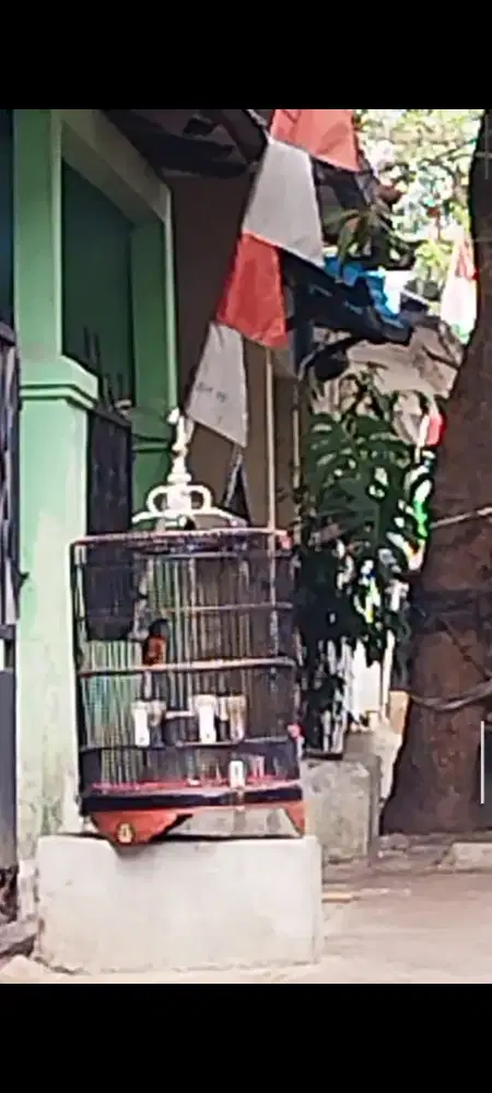 Murai Muda Hutan