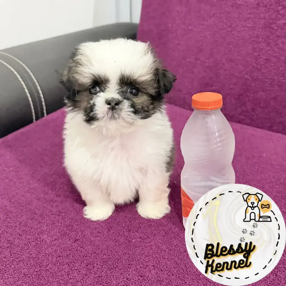 Anjing Mini Shitzu / Shih Tzu