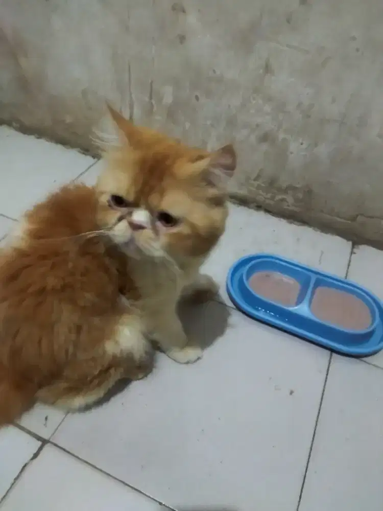 Persia peaknose