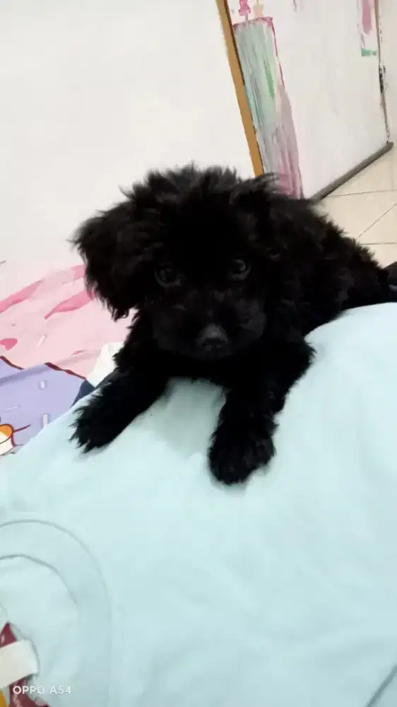 Anakan Poodle Mix