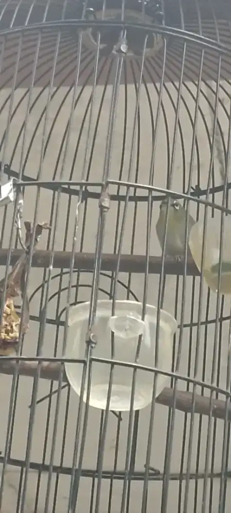 Jual burung kecil ngacor murah