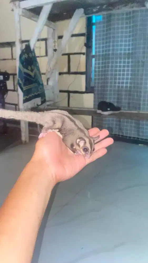 Sugar glider classic grey