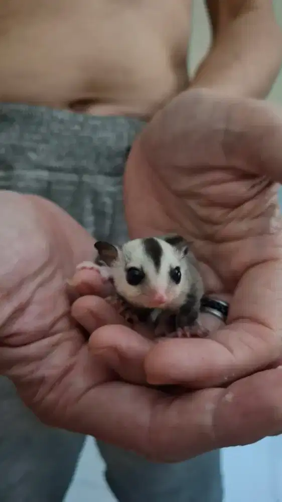 Sugar glider joy  white face jantan betina