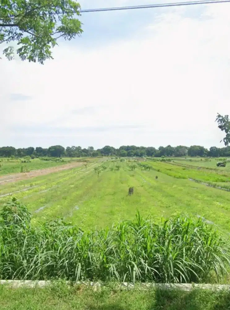 DI JUAL TANAH TEGALAN PINGGIR JALAN DANDELS LOKASI PURWOREJO