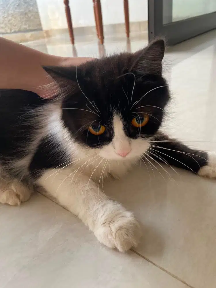 Kucing persia mix
