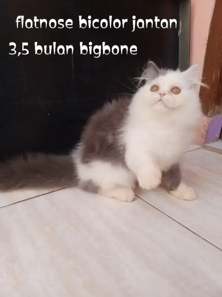 Kucing Persia flatnose