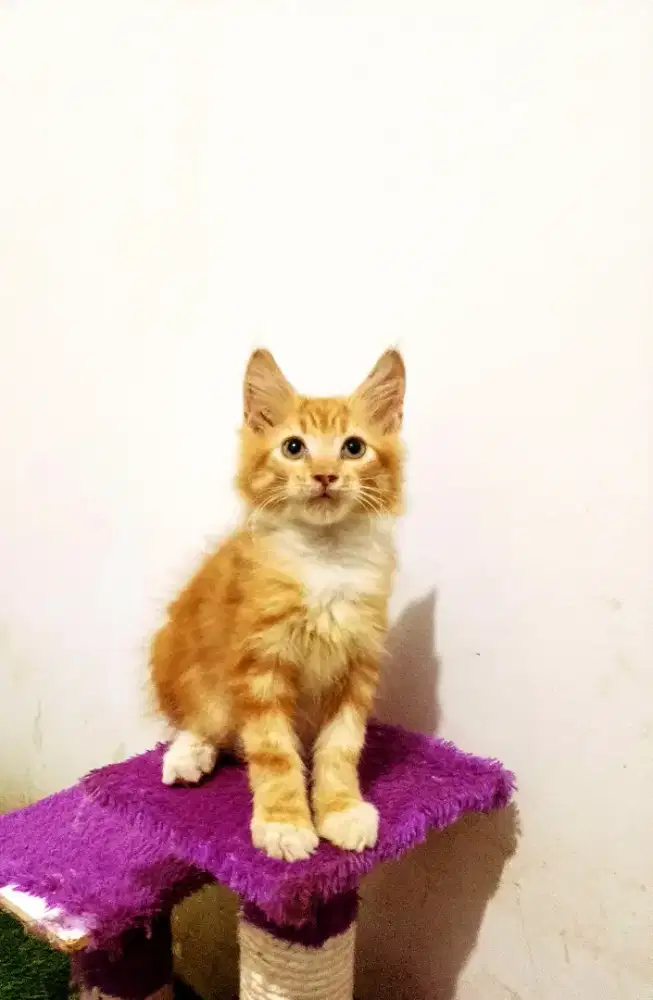 Kitten MaineCoon Jantan Pure No mix. Induk Cfa Show Quality