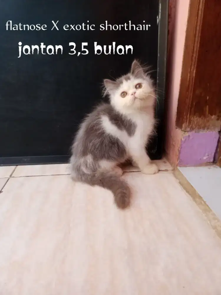 Kucing Persia flatnose