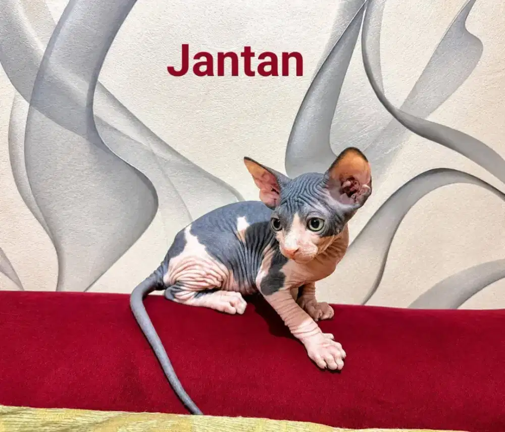 Kucing sphynx kitten