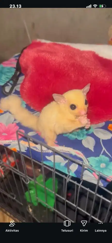 sugar glider leutistic