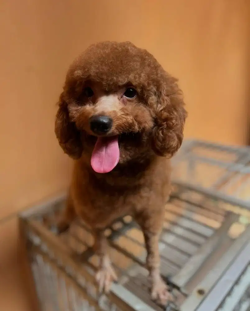 Red Toy Poodle Dewasa