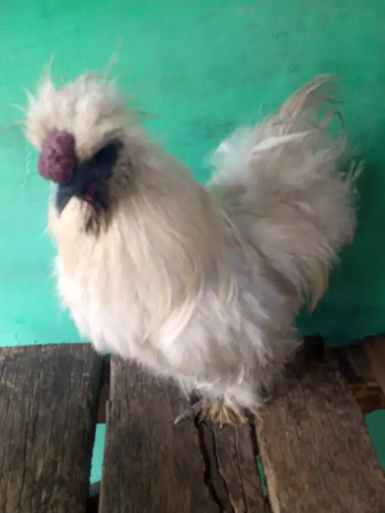 Sepasang ayam hias cantik