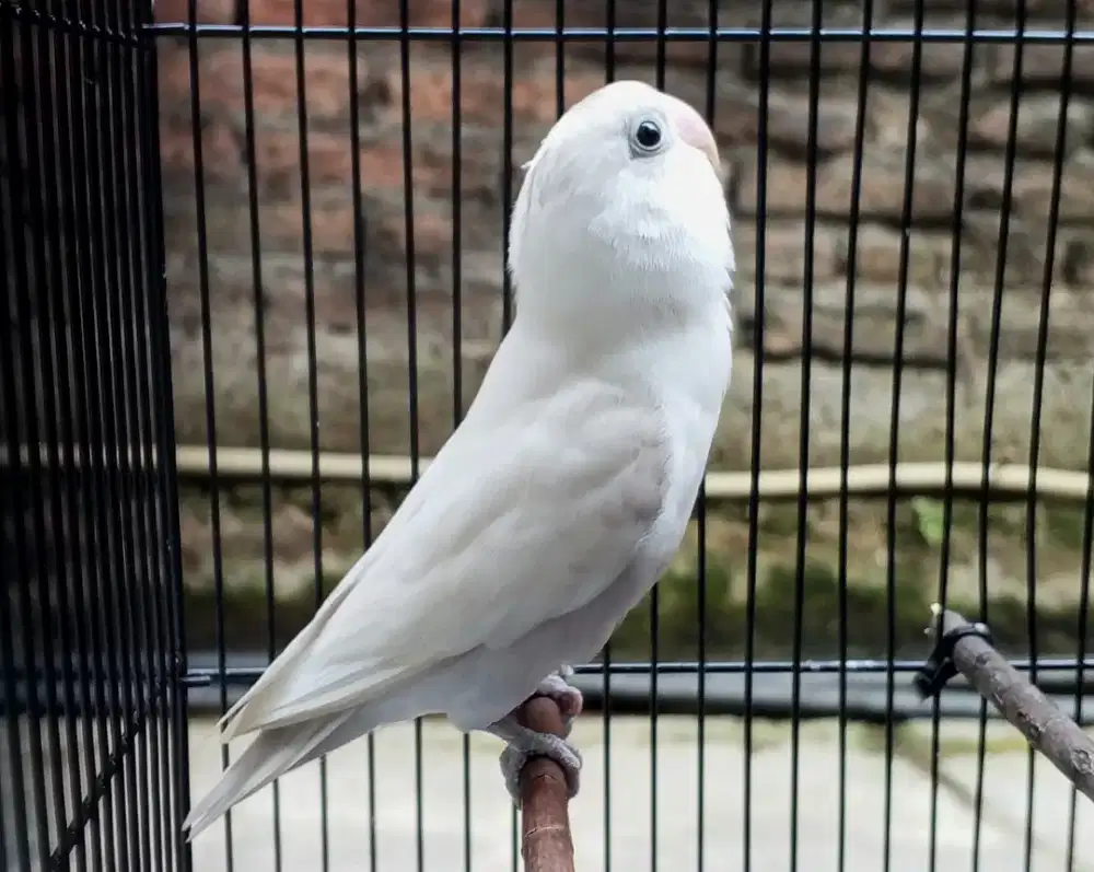 Burung Lovebird