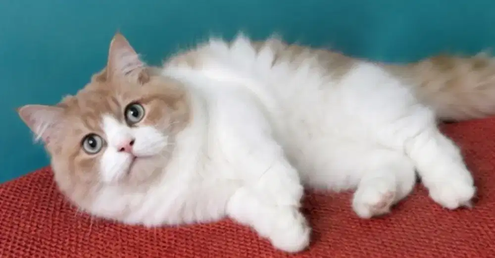Ragdoll female anakan import