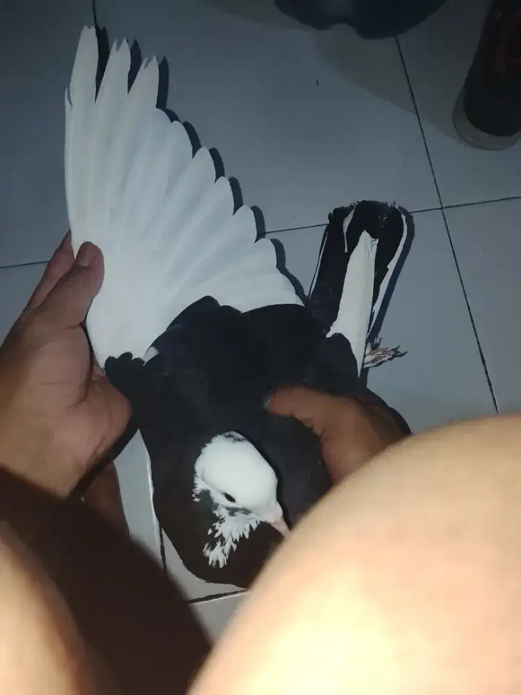 Jual beli merpati