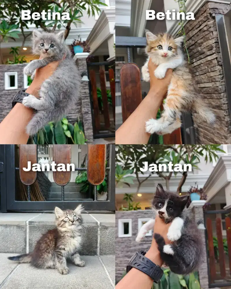 Kitten persia Longhair lucu lucu