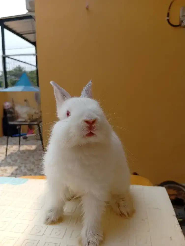 Kelinci Mini Netherland Dwarf Betina 2 Bulan