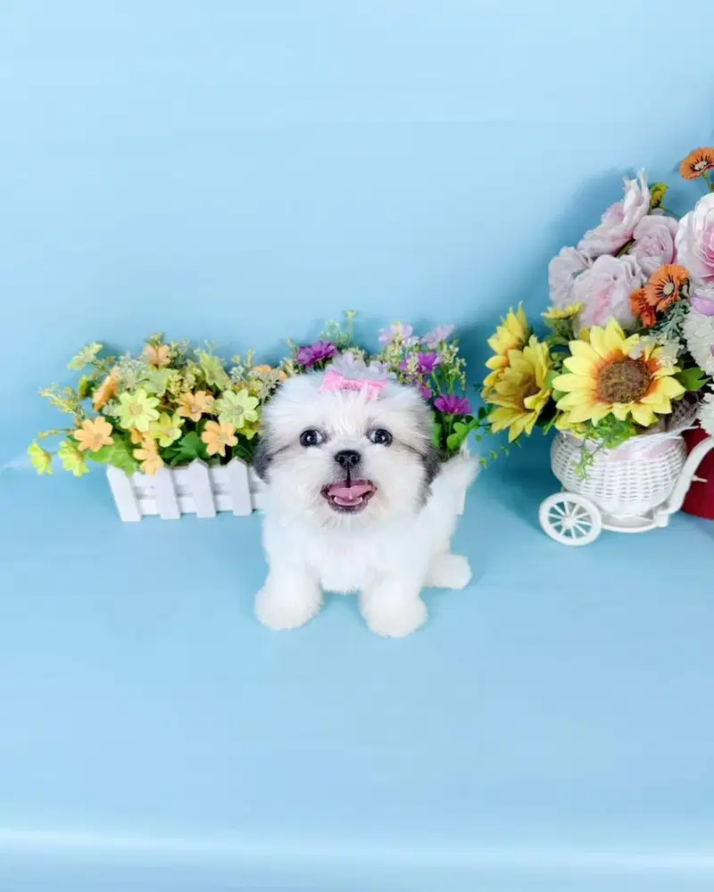 Super mini shihtzhu size kecil sitsu shihtshu sitzhu shitshu shihtzu