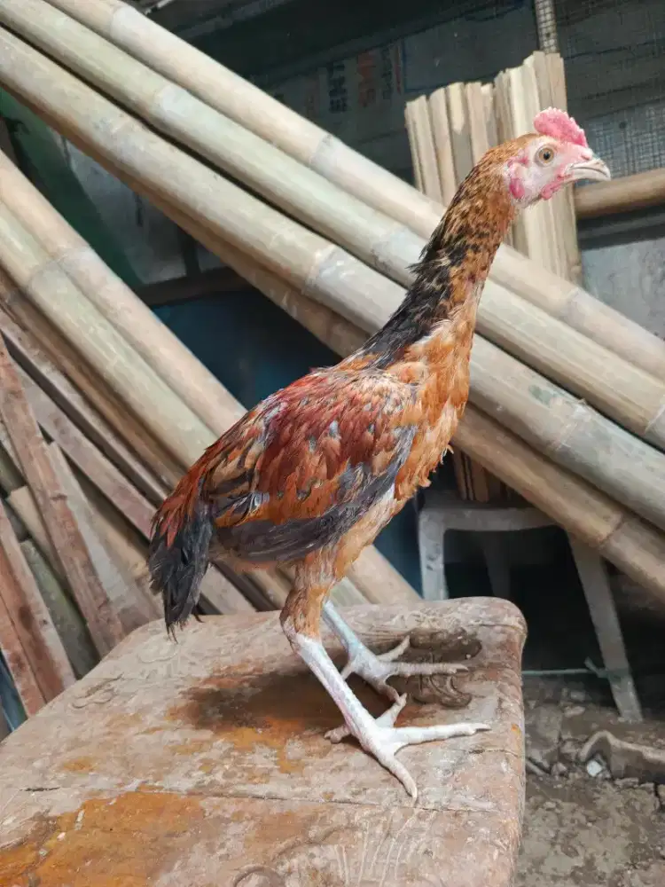 Anakan Ayam Pama 3 Ekor