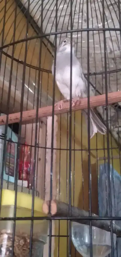 Kenari ,Mulus no minus, Rajin