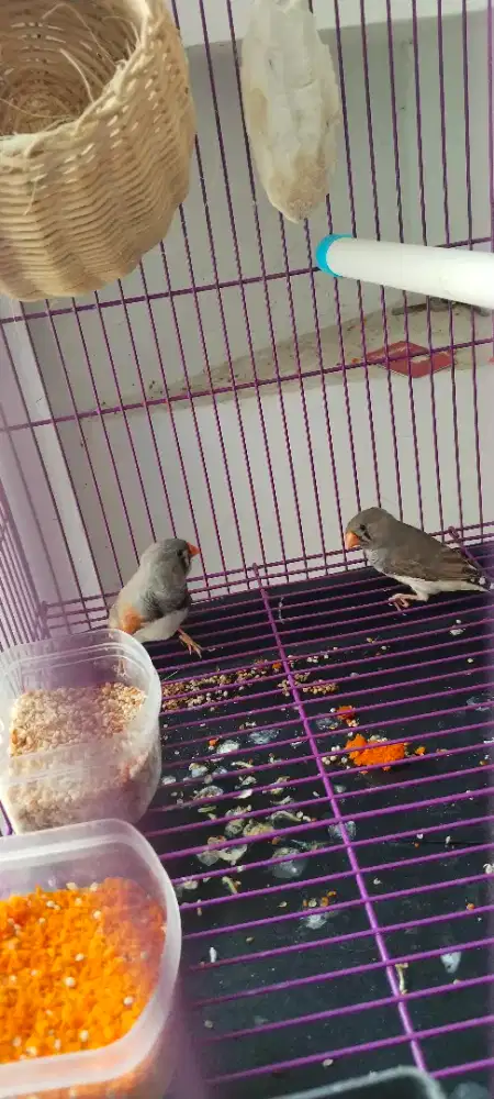 Burung zebra fich sepasang nuktok
