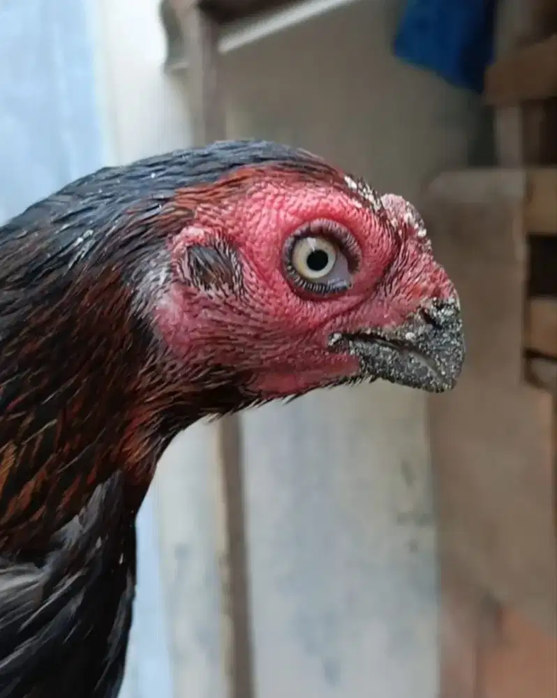 Induk parot hitam rawis