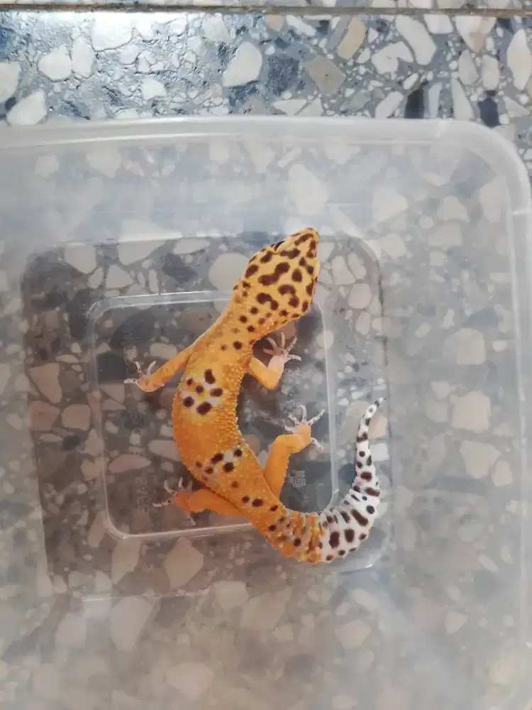 jual Leopard Gecko