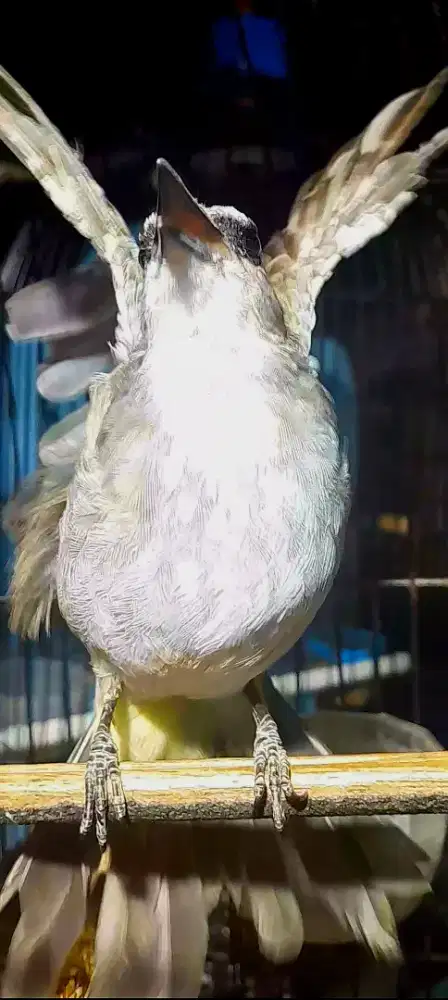 BURUNG JOGJOG JINAK GALAK NGAGARUDA DAN ROPEL BURJA